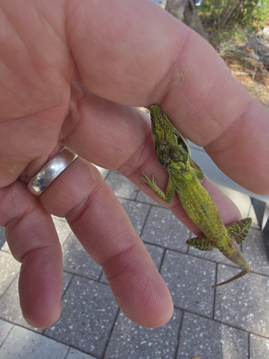 KwhiteSWFL's tweet image. Native Florida Lizard didn't like me walking by his path... 🤣

He leapt up and chomped on me...

Don't see many of these anymore, an invasive Cuban relative has mostly taken over, so most of the Anoles are grayish brown, not green like this tough guy

#anole
#FLNative
#Braveguy