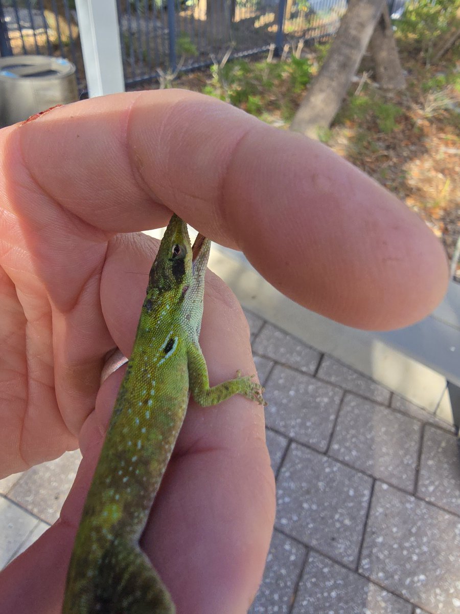 KwhiteSWFL's tweet image. Native Florida Lizard didn't like me walking by his path... 🤣

He leapt up and chomped on me...

Don't see many of these anymore, an invasive Cuban relative has mostly taken over, so most of the Anoles are grayish brown, not green like this tough guy

#anole
#FLNative
#Braveguy