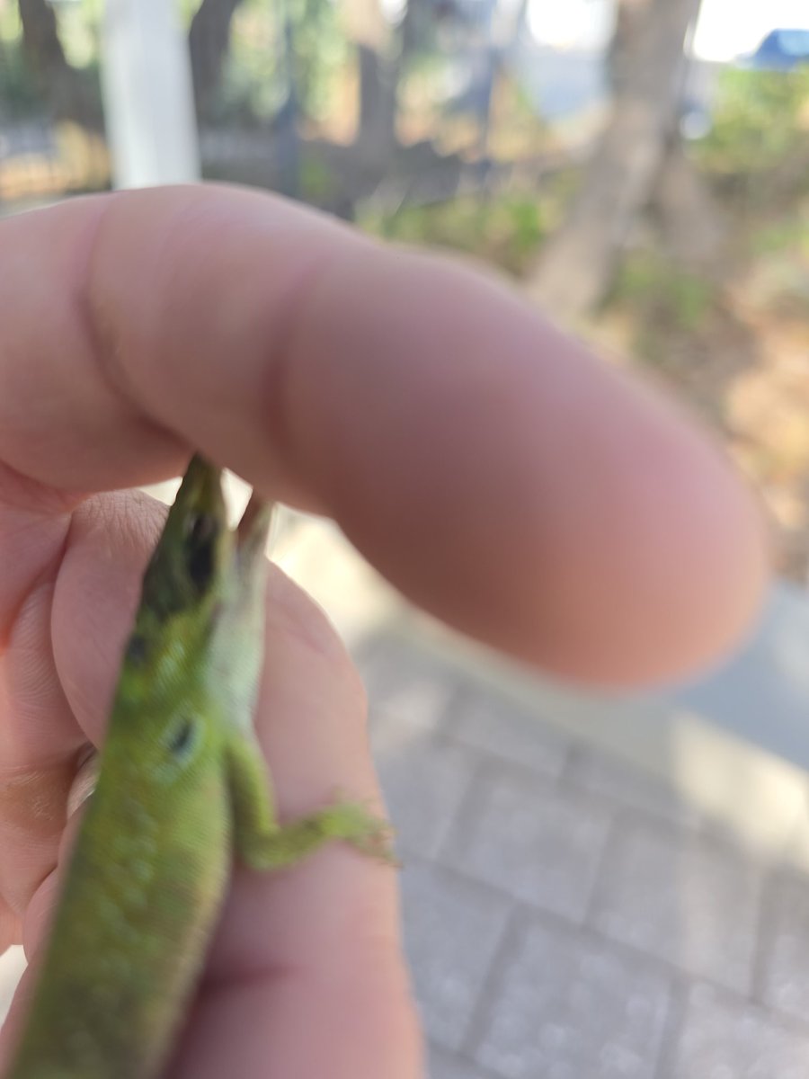 KwhiteSWFL's tweet image. Native Florida Lizard didn't like me walking by his path... 🤣

He leapt up and chomped on me...

Don't see many of these anymore, an invasive Cuban relative has mostly taken over, so most of the Anoles are grayish brown, not green like this tough guy

#anole
#FLNative
#Braveguy