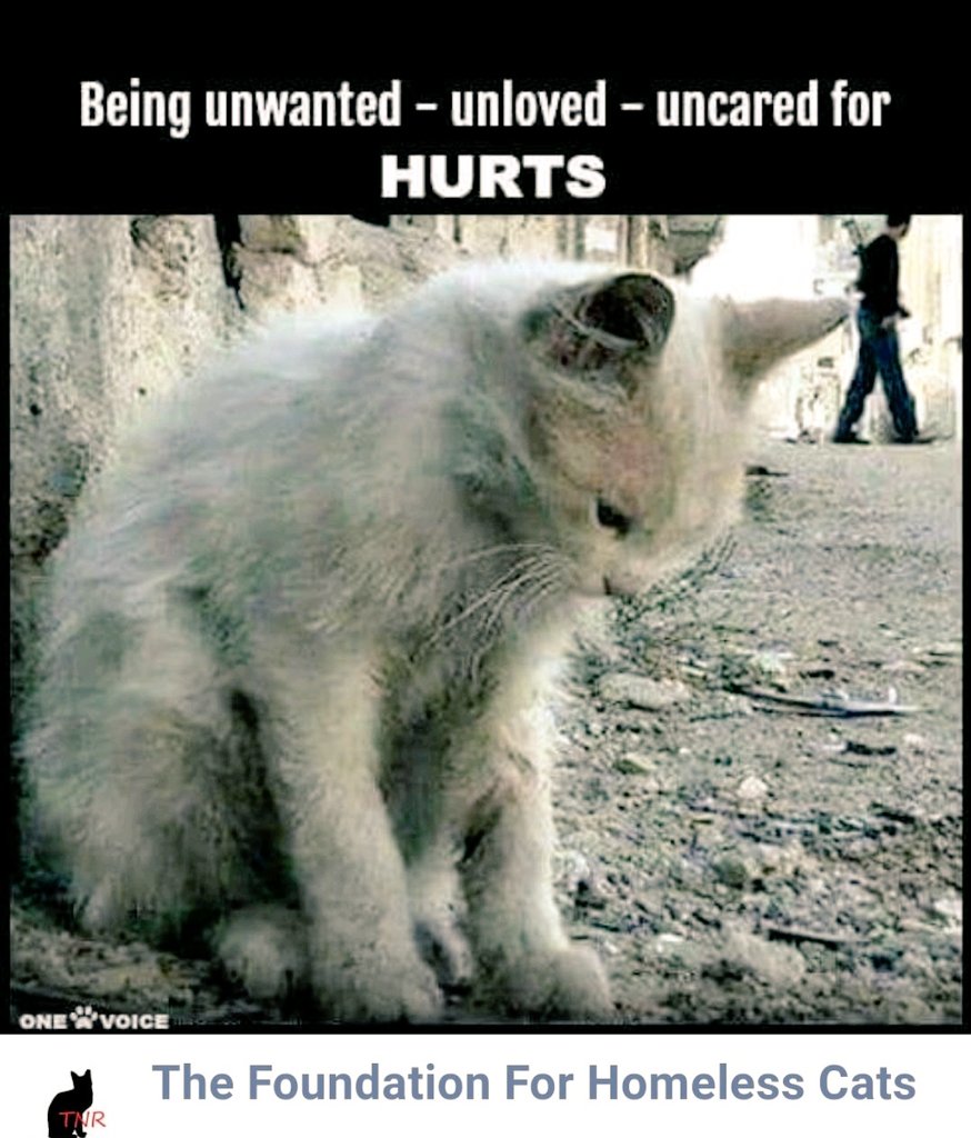 🌻Samson Cat🐱 tweet media