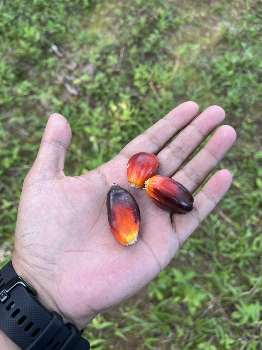 Pagi pagi udah di kebun aja