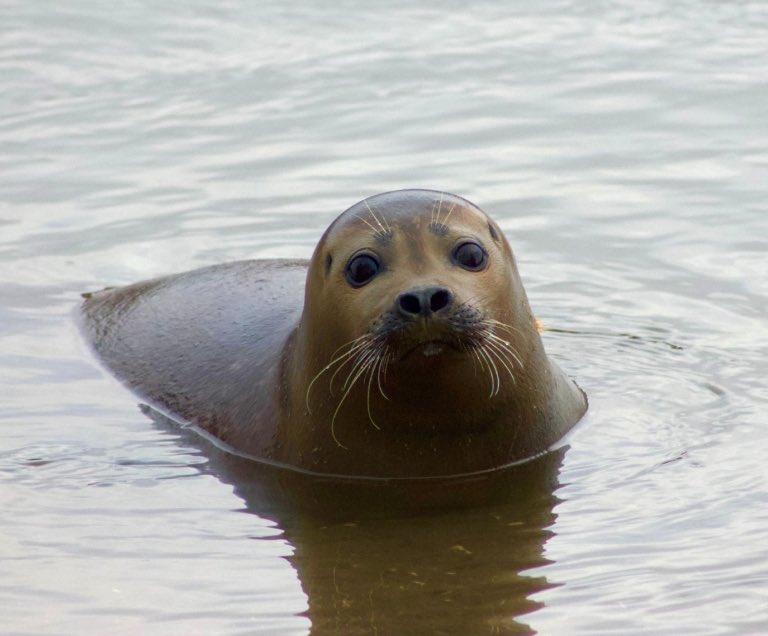 ChiswickPier's tweet image. 🦭Mary Tester, founder of Thames Seal Watch, presents a talk on marine mammal sightings in the Thames at Chiswick Pier🐬 7pm Tuesday 29th April - refreshments on sale from 6.30pm - everyone welcome! Tickets £5, CPT members free ➡️ buytickets.at/chiswickpiertr…