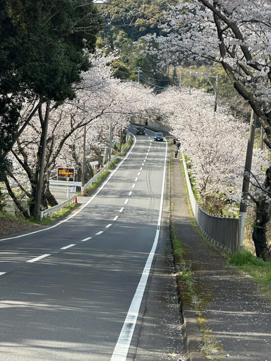 207号線に春が♪
今年もやぁってきた♪
桜が綺麗に咲いとうね♬
#昭和やったね
#福山雅治
