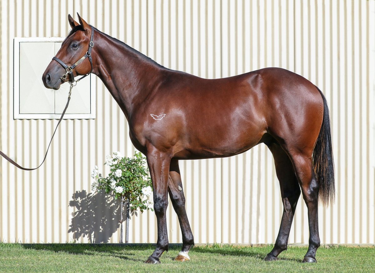 Swettenham Stud (@swettenhamstud) on Twitter photo One word for Lot 97 <a href="/supremethbds/">SupremeThoroughbreds</a> β ATHLETE
A smooth moving son of TORONADO with an eye-catching walk.
From an exceptional family; he is out of multiple G1 winning warrior STREETS OF AVALONSβ sister ORLANDO GROVE. One word for Lot 97 <a href="/supremethbds/">SupremeThoroughbreds</a> β ATHLETE
A smooth moving son of TORONADO with an eye-catching walk.
From an exceptional family; he is out of multiple G1 winning warrior STREETS OF AVALONSβ sister ORLANDO GROVE.