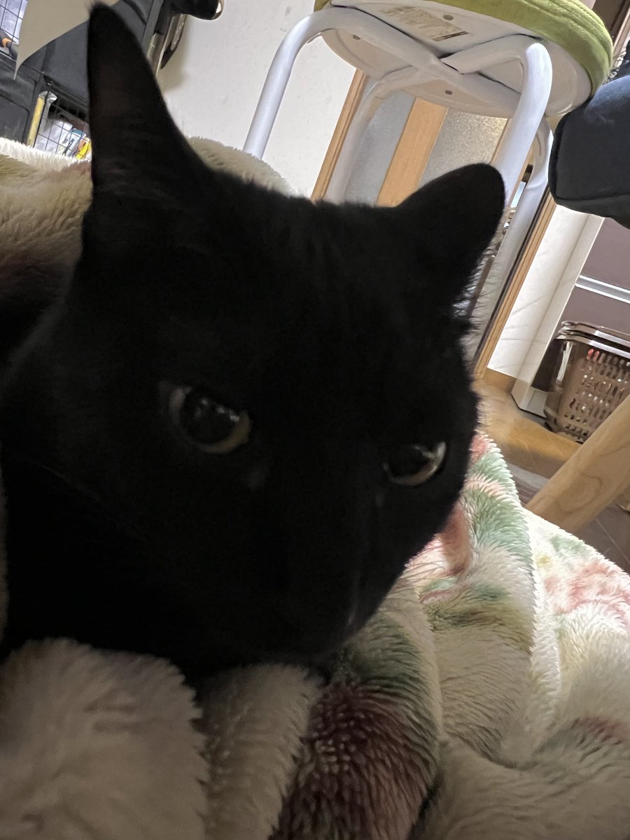 a2c_c2b's tweet photo. 金曜日。君たちのために頑張る。
#スコティッシュフォールド
#黒猫
#猫好きさんと繋がりたい https://t.co/zJc7Tm3ZGy