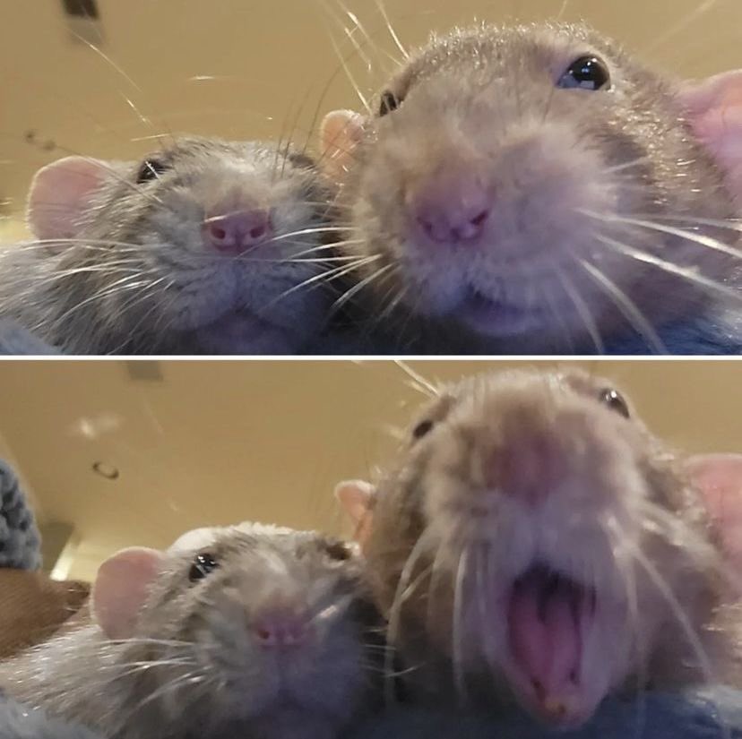 twaniimals's tweet photo. https://t.co/1lFWVkHmOq