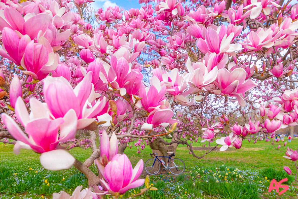 AndySpessard's tweet photo. Goodale Park, a vision of springtime's finest. 🌸💕😘💕🌸 #springtime #magnolia #landscape https://t.co/P0syML328Z