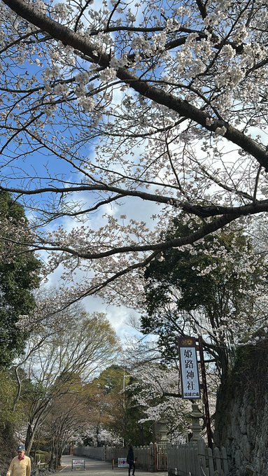お花見日和🌸ですねー 