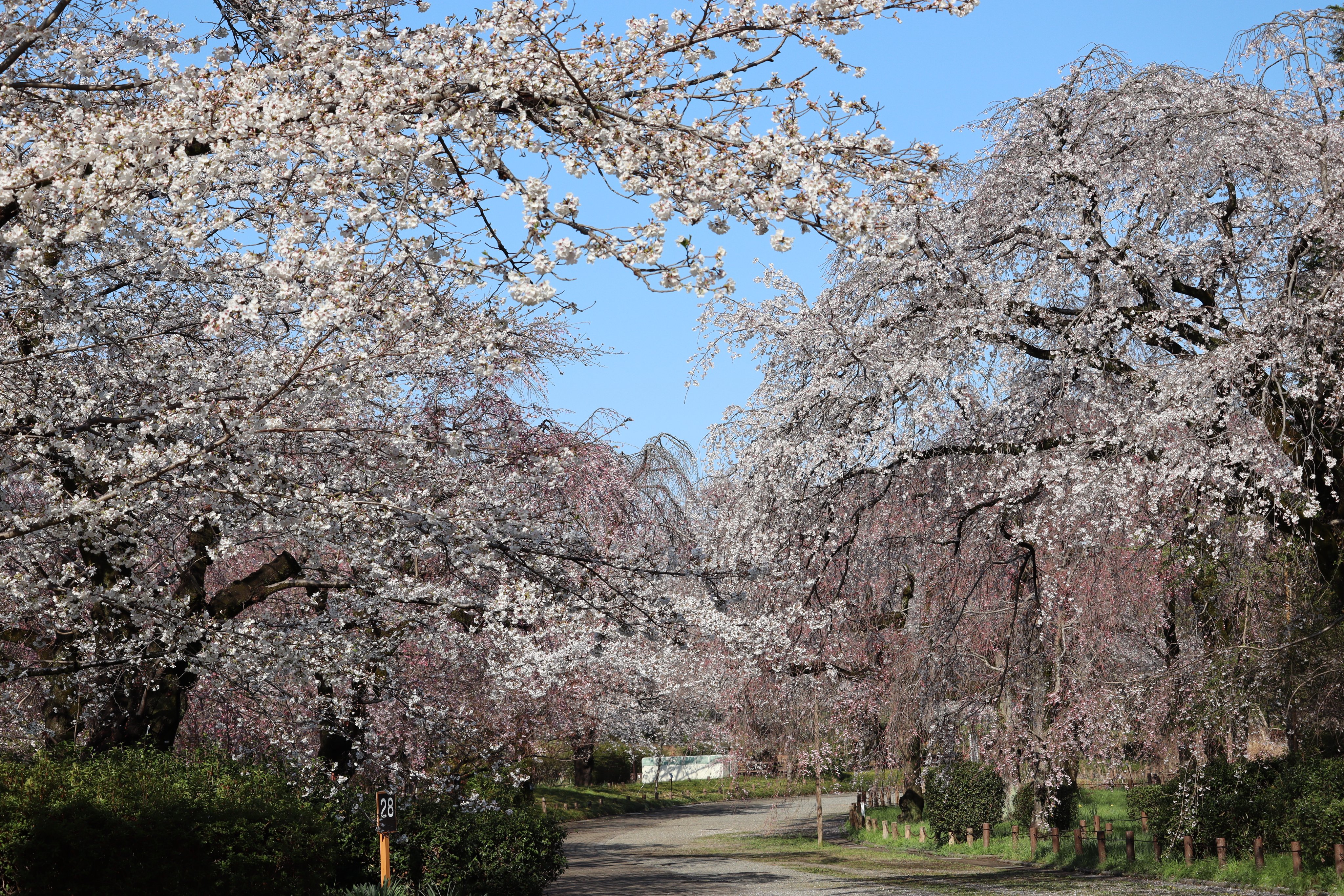 最新最全の 神代植物公園  X: on 【公式】 ネイルパーツ