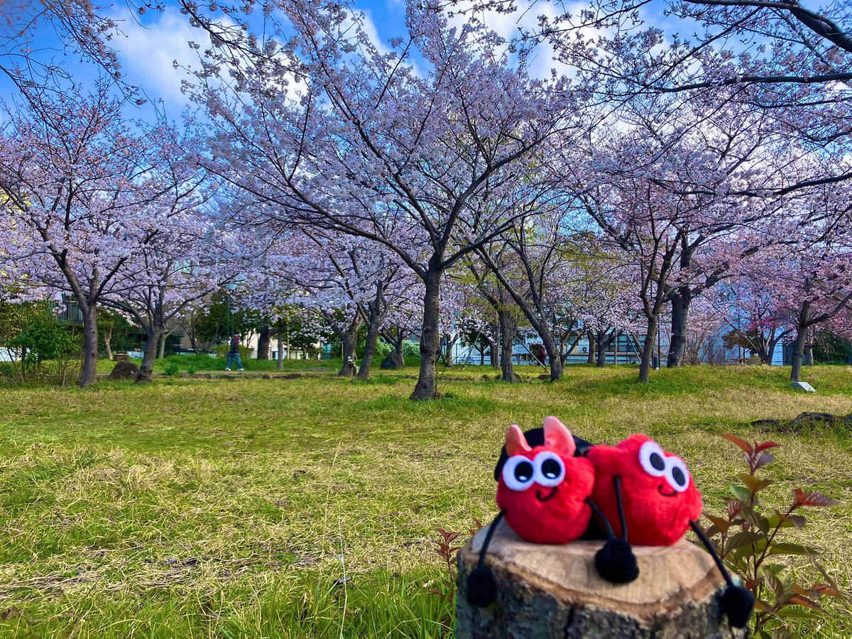 mika0706nissy's tweet photo. 🌸全国からNissyへ春をお届け📣🌸

#Nissy_Re10th 全力で完走したNissyへ全国から桜のプレゼント🎁

🌸神戸🌸
もぅすぐ満開♡

#Nissy_NBC 
#Nissy_Re10th最高の到達点をありがとう
#Nissyに私達から春のお知らせ
#各地の桜　
#NissyへLippy_Rujju_桜

@NissyStaff https://t.co/gSTM7bUzhq