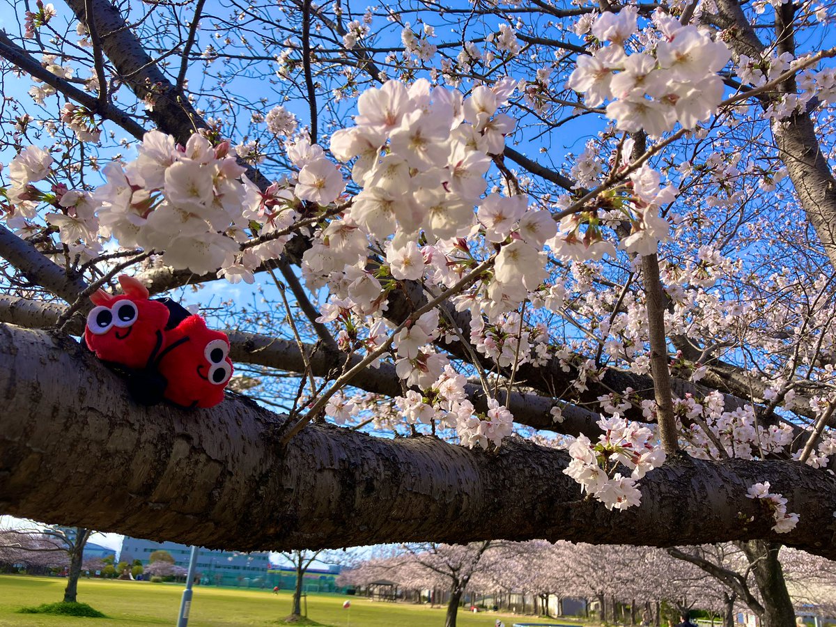 mika0706nissy's tweet photo. 🌸全国からNissyへ春をお届け📣🌸

#Nissy_Re10th 全力で完走したNissyへ全国から桜のプレゼント🎁

🌸神戸🌸
もぅすぐ満開♡

#Nissy_NBC 
#Nissy_Re10th最高の到達点をありがとう
#Nissyに私達から春のお知らせ
#各地の桜　
#NissyへLippy_Rujju_桜

@NissyStaff https://t.co/gSTM7bUzhq