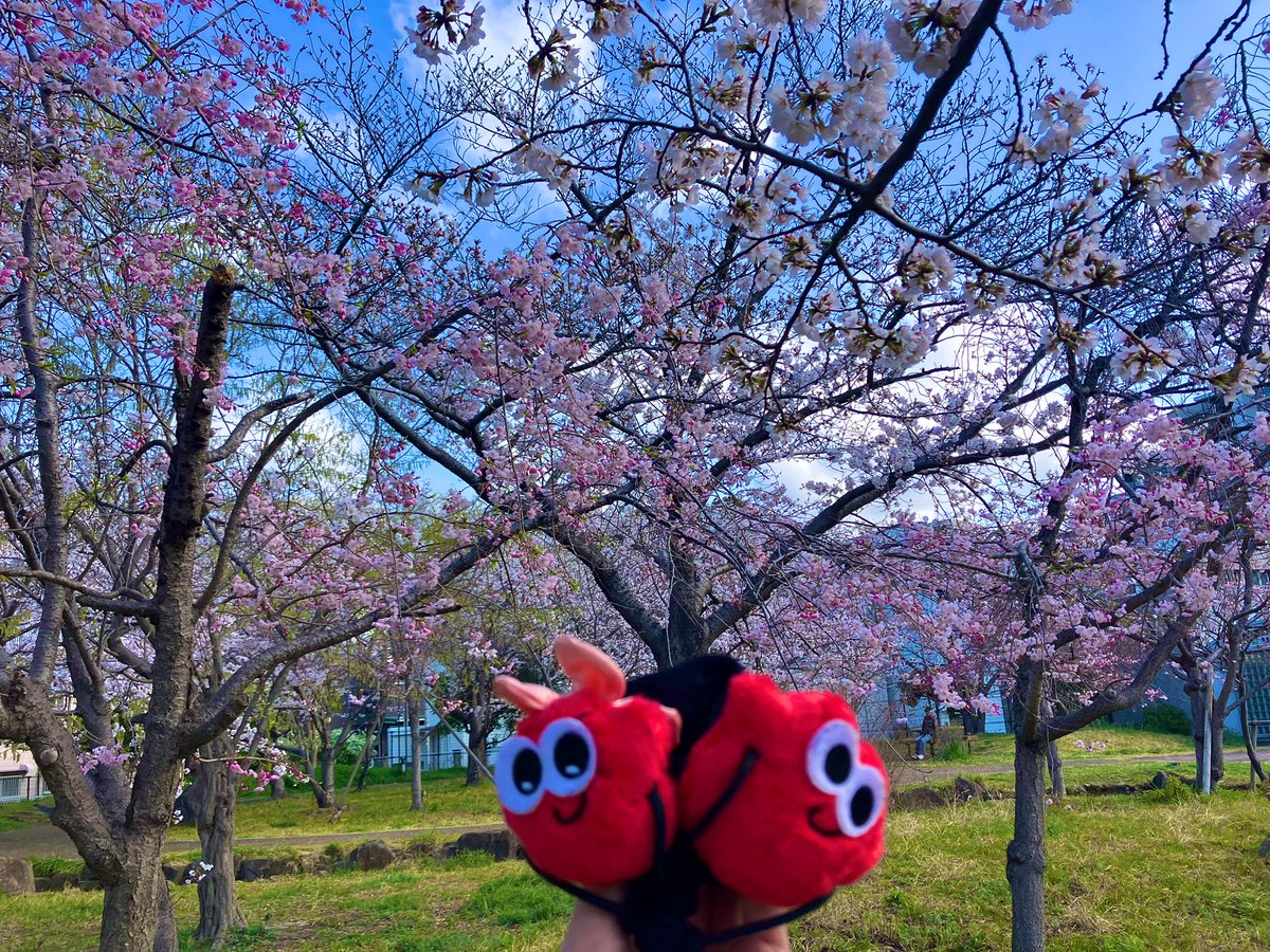 mika0706nissy's tweet photo. 🌸全国からNissyへ春をお届け📣🌸

#Nissy_Re10th 全力で完走したNissyへ全国から桜のプレゼント🎁

🌸神戸🌸
もぅすぐ満開♡

#Nissy_NBC 
#Nissy_Re10th最高の到達点をありがとう
#Nissyに私達から春のお知らせ
#各地の桜　
#NissyへLippy_Rujju_桜

@NissyStaff https://t.co/gSTM7bUzhq