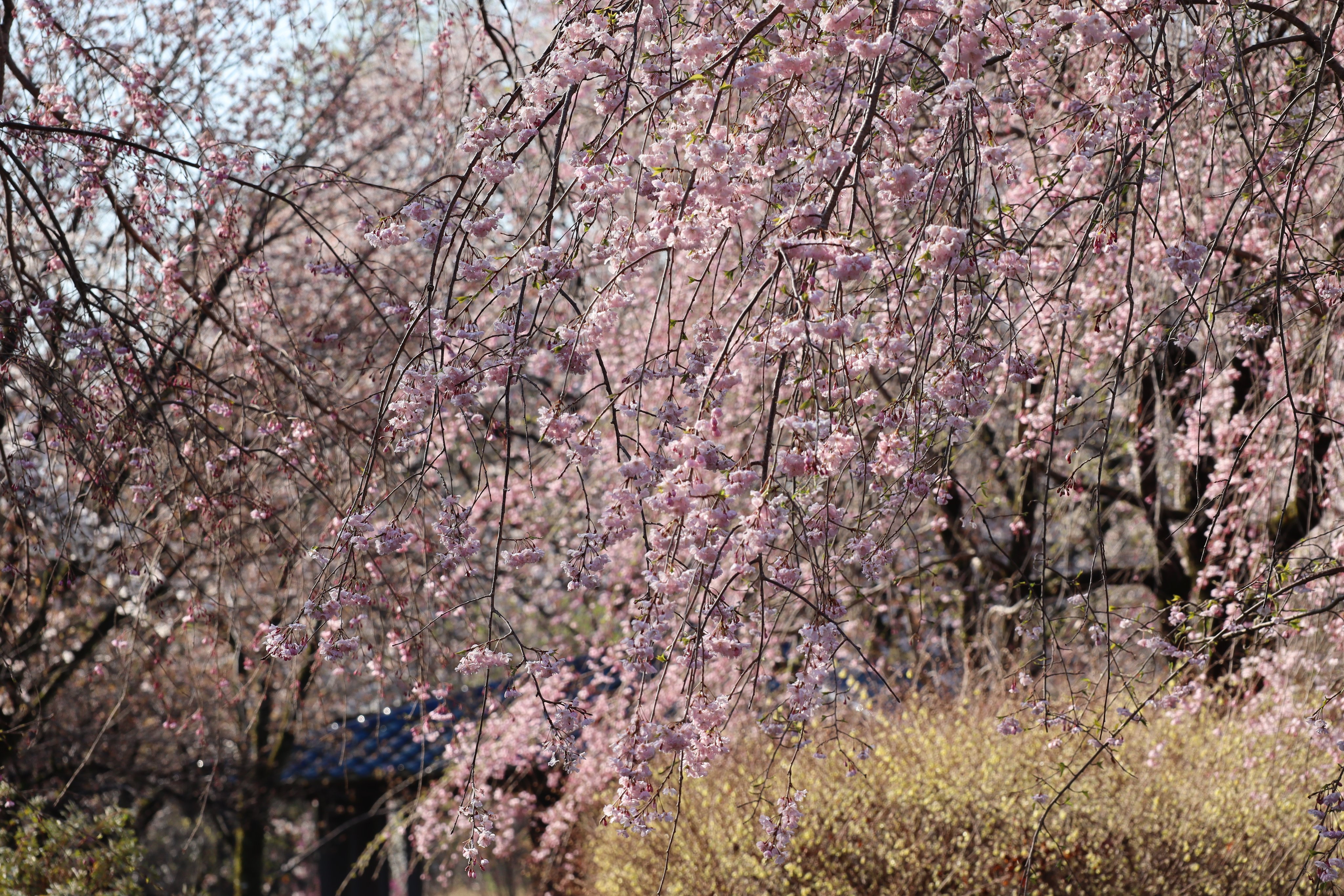 春を先取り 梅花と早咲きスイセン ～ひたち海浜公園～／Plum