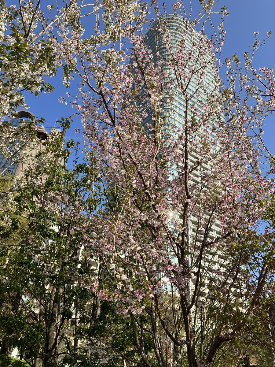 micami9's tweet photo. 今朝の桜花見状況🌸港区編
再び麻布台ヒルズ→アークヒルズ→赤阪インターシティAIRを朝散歩🚶
花びらがヒラヒラ舞って風情が良き👌今週末もまだまだ楽しめそうです🌸
#朝散歩 
#桜
#港区 https://t.co/ibEFUfVC0Y