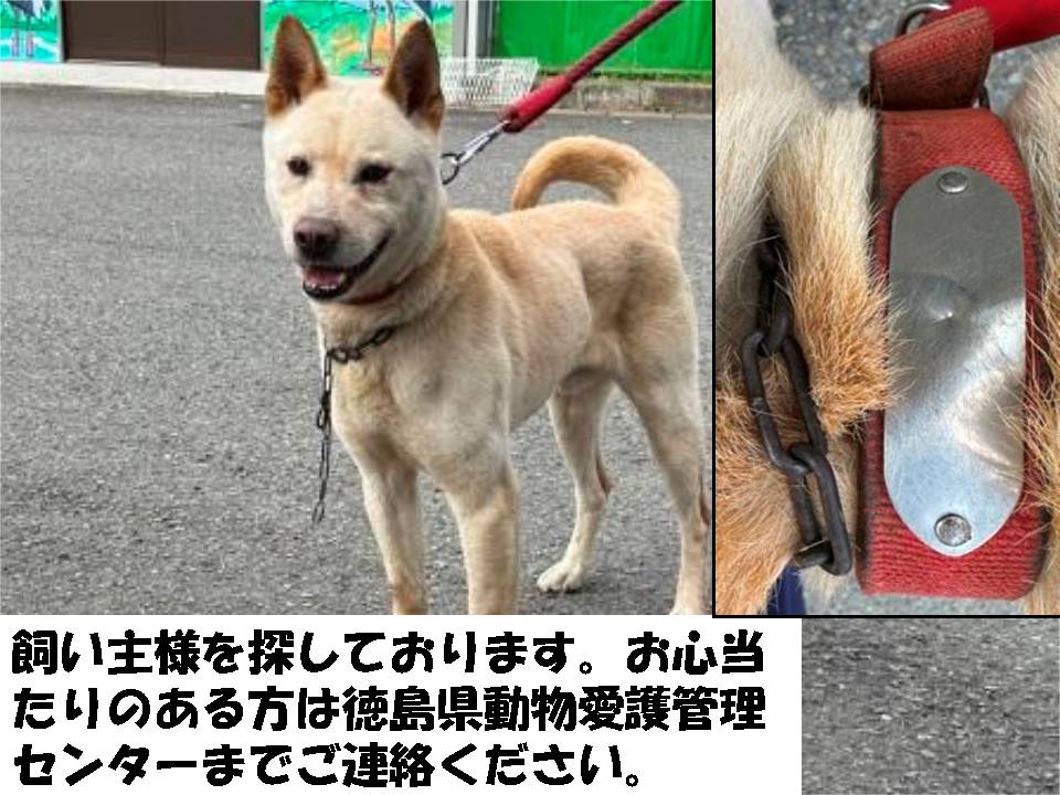 iWaFDUeWUTuqm9L's tweet photo. 迷子のワンちゃんが徳島県阿南市福井町吉谷3で保護です https://t.co/hBYjBOSB9d