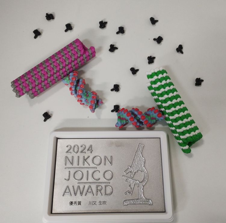 ibuki_k's tweet photo. NIKON JOICO AWARD 2024優秀賞をいただきました！野村先生、角五先生らとの共同研究で観察した動画です。とても光栄です。

https://t.co/Zo4oWz9qJb https://t.co/5w2GrroEvn