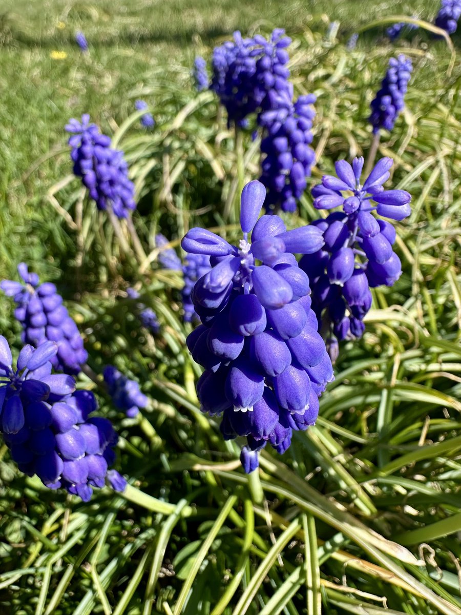 Springtime blooms 🌸 ☀️

ebay.com/usr/aaastr58