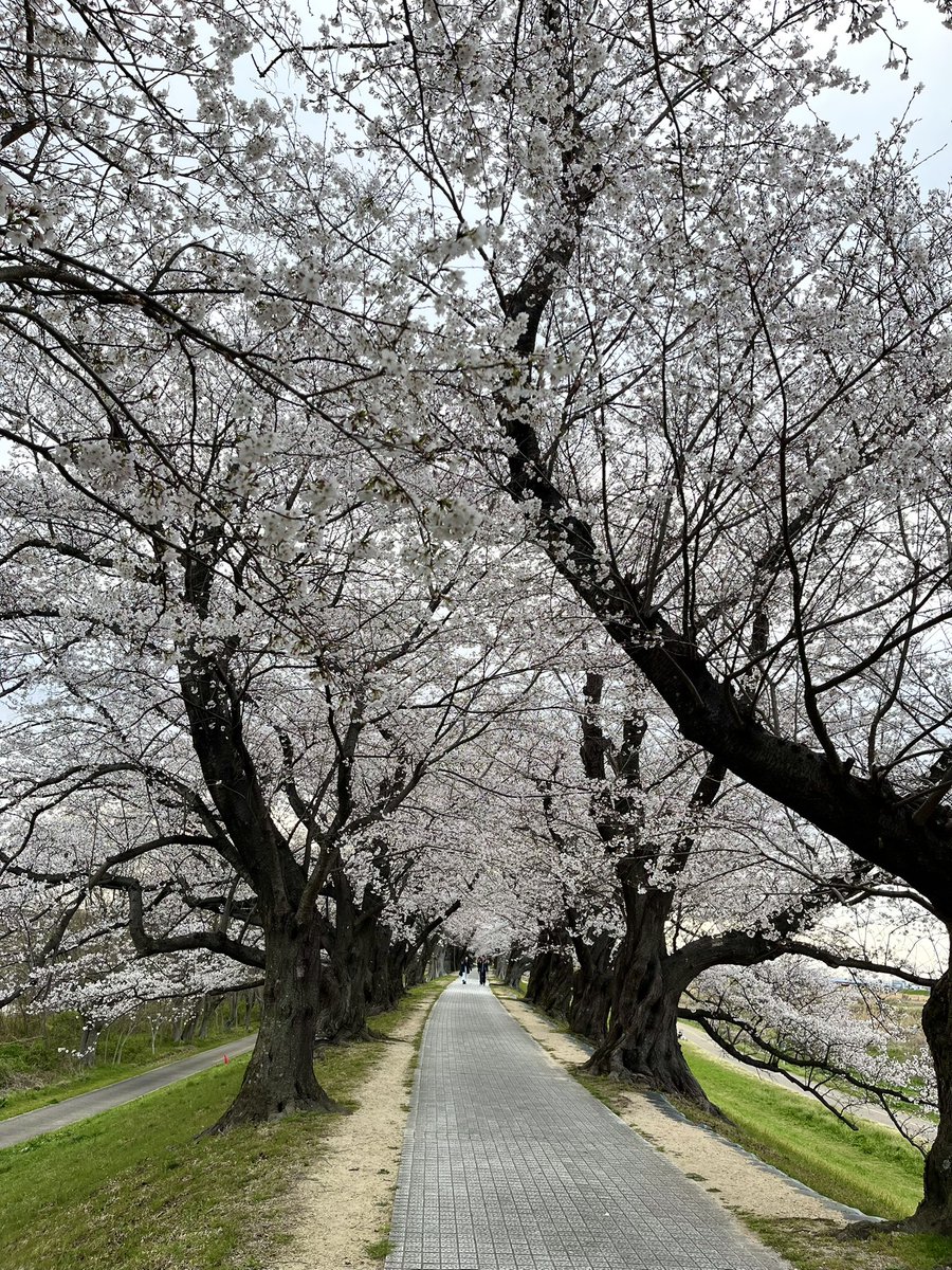BlackBianchi's tweet photo. 4月4日AM7:00 
2025年初ライド
京都府八幡市背割堤の桜は七分咲き。今日明日で満開近くまでいくかな。桜まつりでごちゃごちゃしてるので早朝がおすすめ。 https://t.co/rFwk2yqBY7