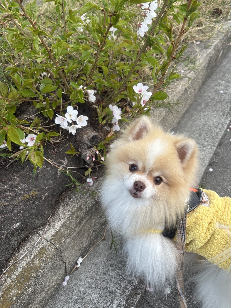 桜が見頃ですね🌸