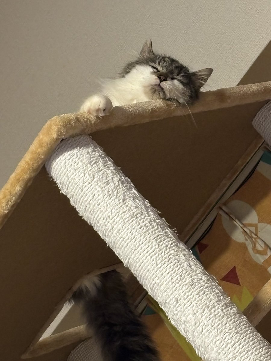 おはようございます☀札幌は明日からようやく気温二桁に上がるみたいです！春が待ち遠しいです🌸#アニマルコミュニケーション #企業公式相互フォロー #猫好きさんと繋がりたい