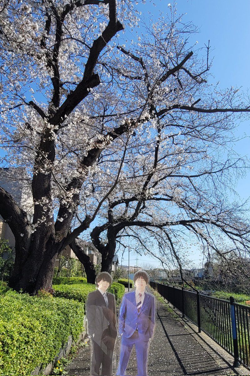 yamasayy's tweet photo. 晴れの予報だったので行ってきたよ🌸
5分咲きくらい？かな
散ってる様子はないので、
今週末は見られそうです✨️ https://t.co/HHcTItUXYW