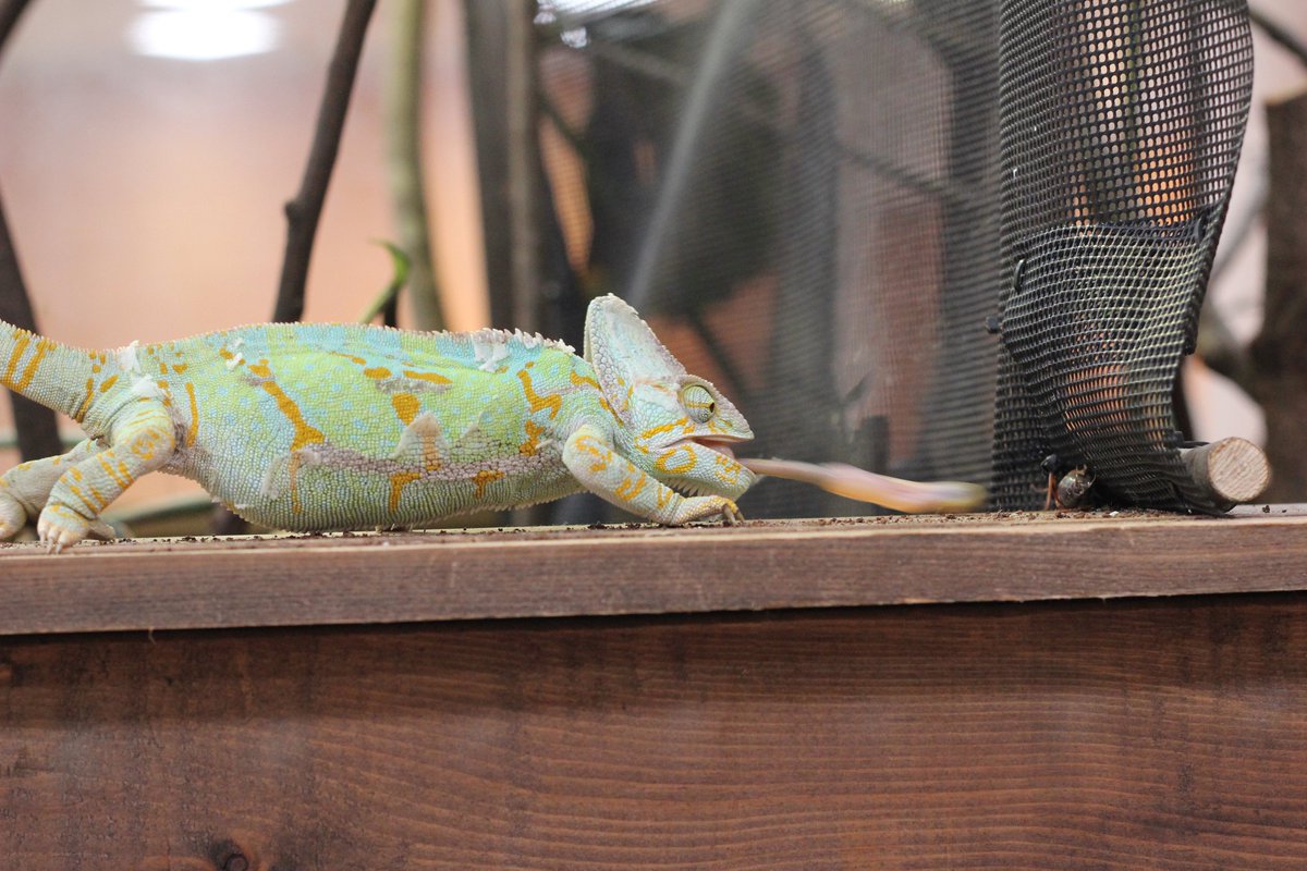 おしらせ】 #エボシカメレオン の #ナディア（3歳・メス）が4月3日