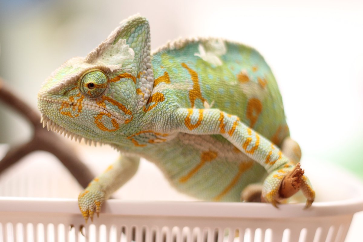 おしらせ】 #エボシカメレオン の #ナディア（3歳・メス）が4月3日