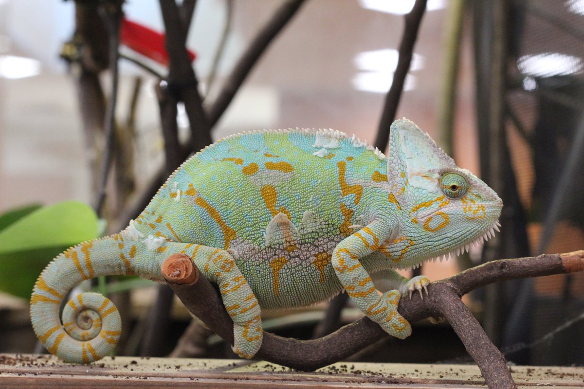 おしらせ】 #エボシカメレオン の #ナディア（3歳・メス）が4月3日