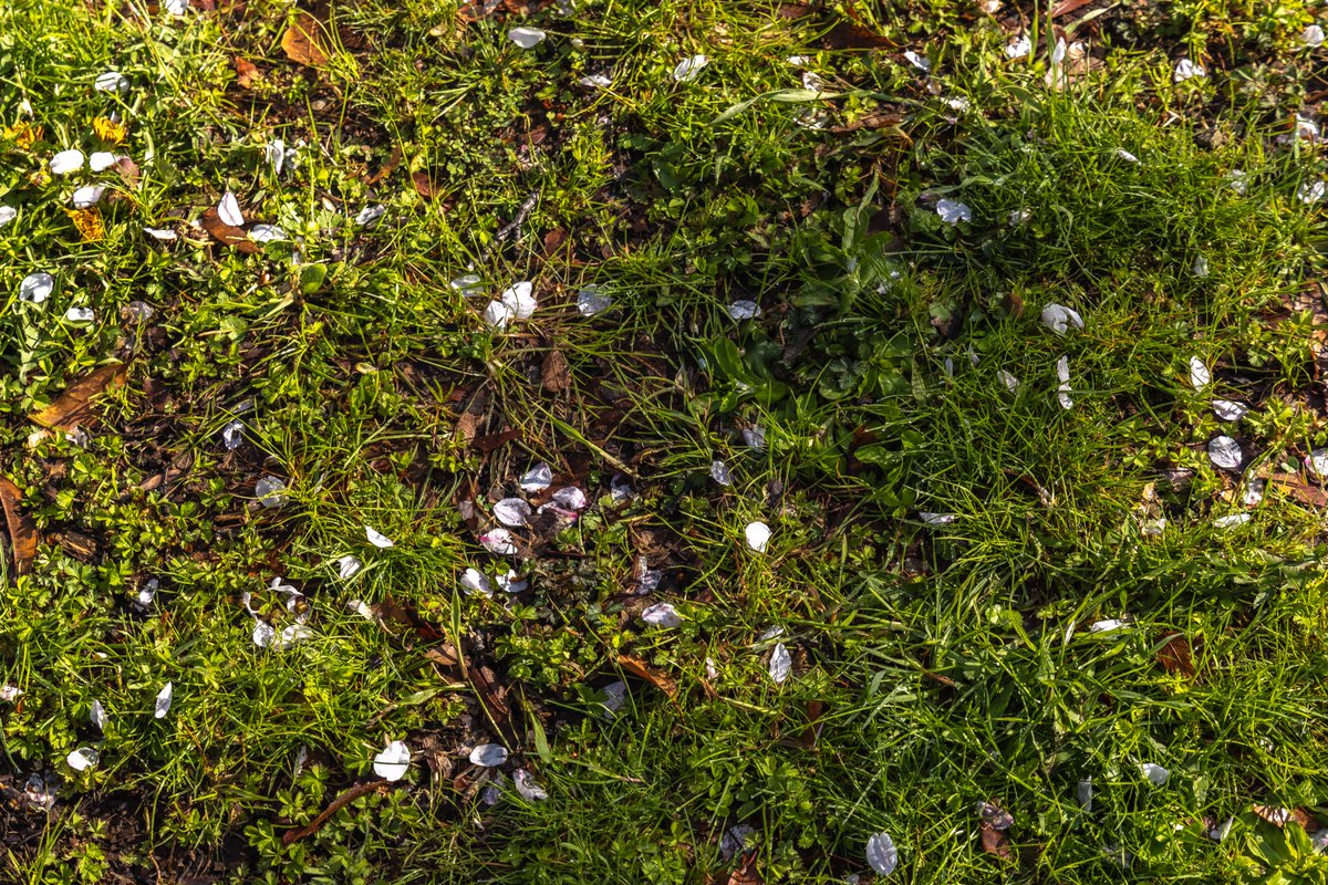 今日の朝は三ツ和公園に行ってきたきゅぽ🌸🌸
桜がとってもきれいだったきゅぽ🌟
久しぶりに晴れて、今日と明日はお花見み日和きゅぽ💮💮💮