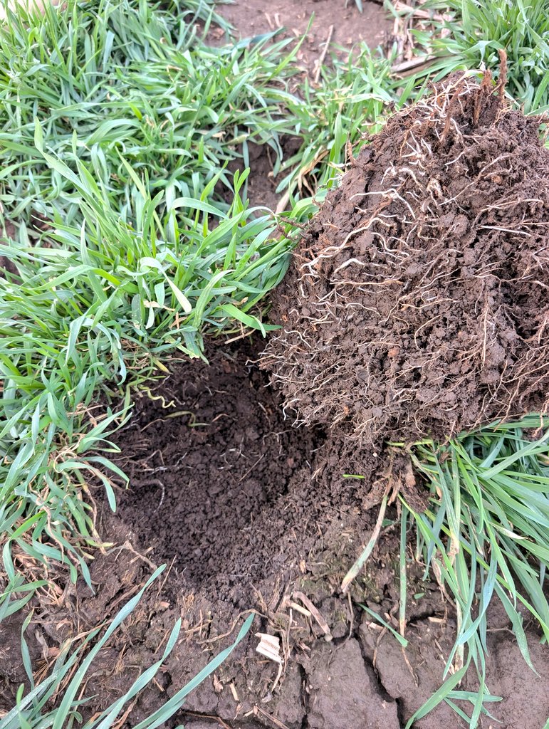 Post silage rye, dry spread out with lime, lightly disked, watered in since it was bone dry. Root mass is thicc
