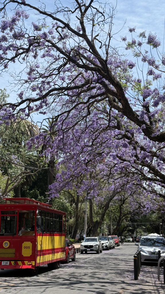 #JacarandaAzteca <a href="/RicardoBSalinas/">Don Ricardo Salinas Pliego</a> <a href="/MLMSalinas/">María Laura Medina de Salinas</a> <a href="/JorgeNikaidoB/">Jorge Nikaido</a> 🤍💜

Que bonitaaa época 🫶🏻

¿Qué les parece mi foto? 

Calle Michoacán
Hipódromo
06100 Cuauhtémoc, CDMX
México