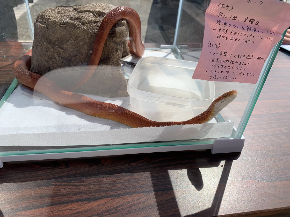 seeeiken's tweet photo. 生物研究会です！
本日は新歓祭3日目！！（＾_＾）☆コーンスネークも居ます。
新入生の皆さん、ブースにてお待ちしております！
#春から奈良大 https://t.co/92wo3PvsdY