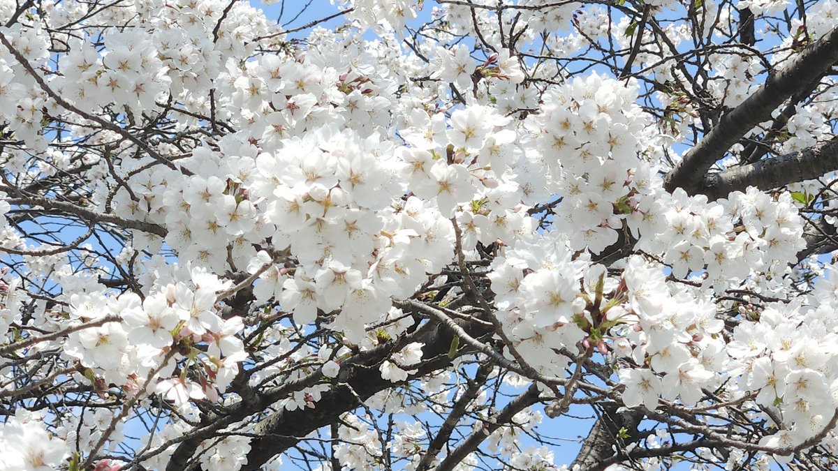 공부하다가도 앗! 벚꽃 챙기기👀🌸