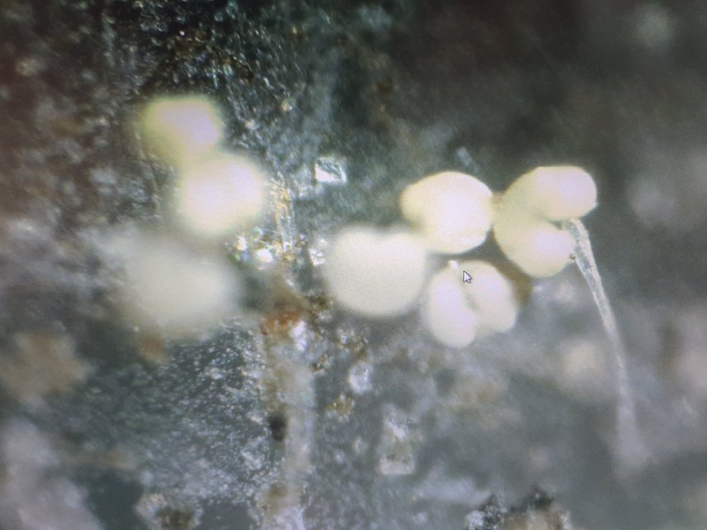 HealthRanger's tweet image. In the states that outlaw chemtrails, the chemtrailing is not stopping. Who's going to enforce it? NOBODY. So what I am doing is using high-tech mass spec instruments and microscopy to actually show you what's falling out of the sky, and to conduct toxic element tests in our…