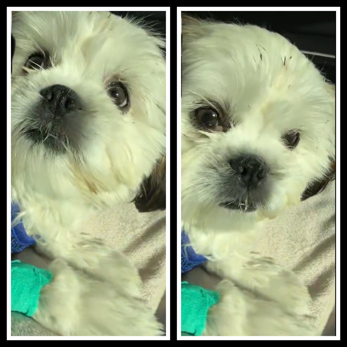 The littlest member of my family, Molly, had her big spay and hernia correction surgery today. She’s a bit dopey but doing well. Now to keep her “quiet” and “calm” for 2 weeks…. Sure 🤣🫤🤦‍♀️ #CrazyDog #PuppiesOfInstagram #ShesNutsButILoveHer