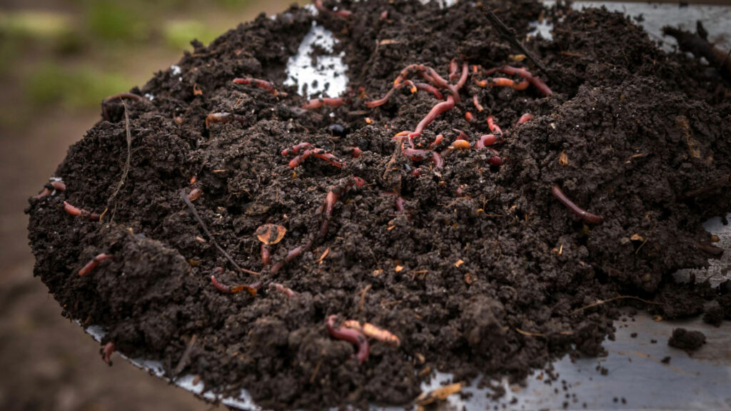 🌱🔍 ¿Sabías que la actividad #enzimática es uno de los factores clave para conocer la #salud de los #suelos?. 

Descubre aquí, cómo afectan las #enzimas en el crecimiento y la productividad de los #cultivos ➡️  microbioma.es/la-actividad-e…