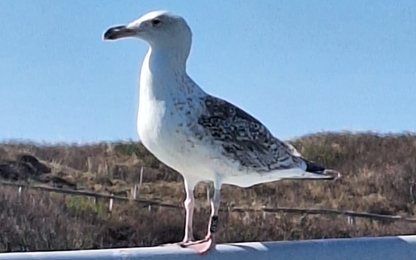 Een jonge grote mantelmeeuw met een kleurring om zijn poot zat op ons buitenterrein 🐦💍 De dierverzorgers lazen de ring af en meldden het nummer. Hij bleek bij Noorwegen in 2023 als pul geringd en vorige winter meermalen bij ons gezien. Meer hierover: ecomare.nl/verdiep/nieuws…