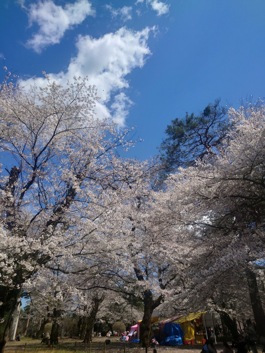 年に一度の花見休暇（繁忙期なのにスミマセン）
いつもの多摩川堤防沿いが五分咲きとのことなので、今年は大宮公園に。
満開🌸🌸