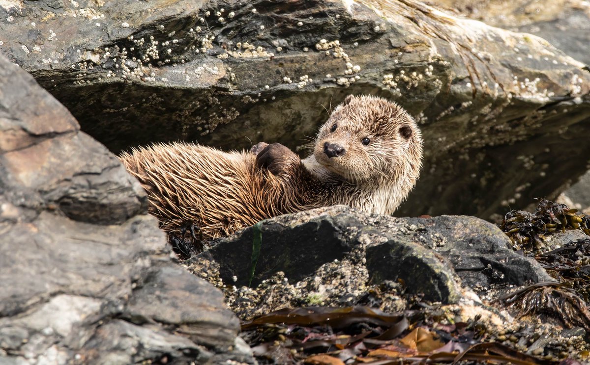 ShetlandWild's tweet image. Strike a pose! We just love this image of an Otter photographed here in Shetland on one of our tours by participant Charis Sinclair.