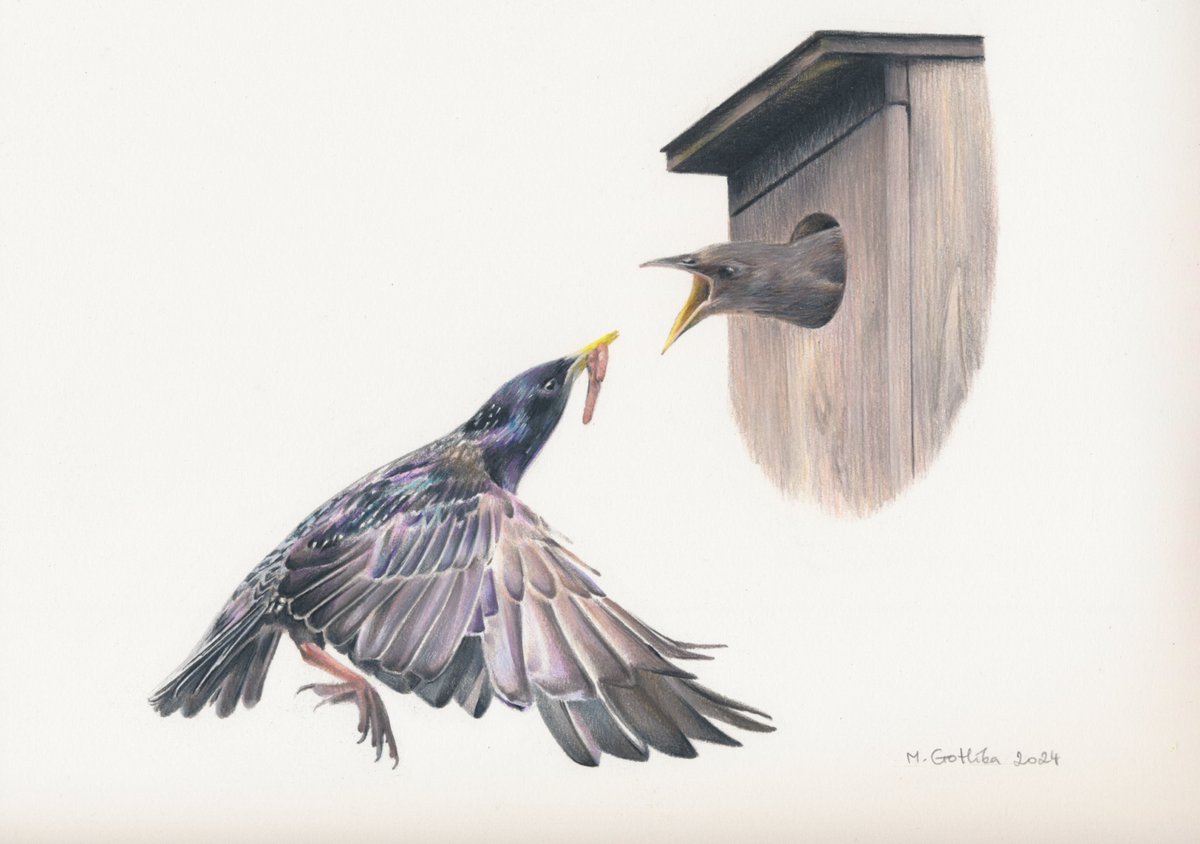 🎨Izziņojam #gadaputns2025 zīmējumu konkursu "Mājas strazdam drošas mājas" un gaidām darbus līdz 31. maijam: lob.lv/2025/04/izslud… #konkurss #mājasstrazds #putniLatvijā 🖌️Marta Gotlība