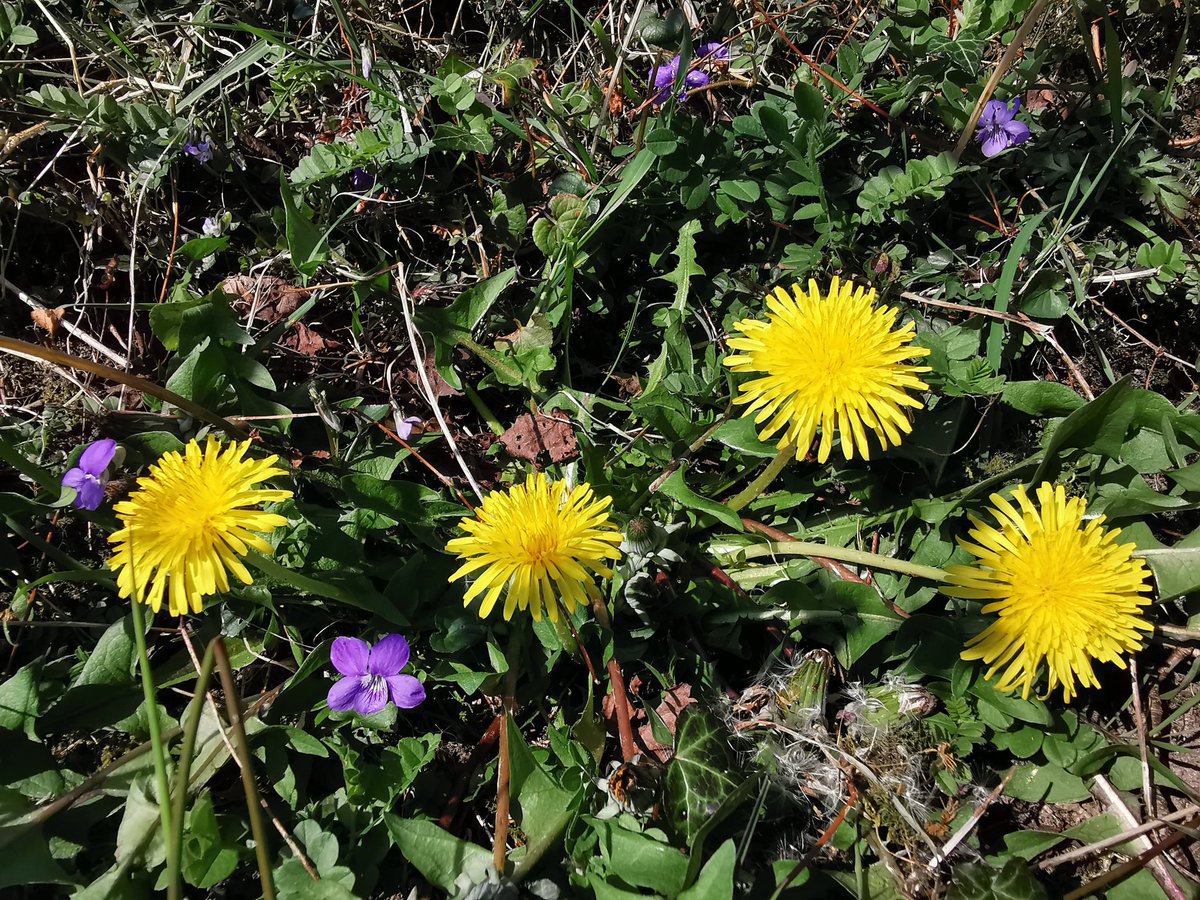 The very sight of a dandelion drives most people up the wall 👹 They instantly want to mow, strim, spray or desperately try to dig up the long root 🙄
Can someone please press the reset button.