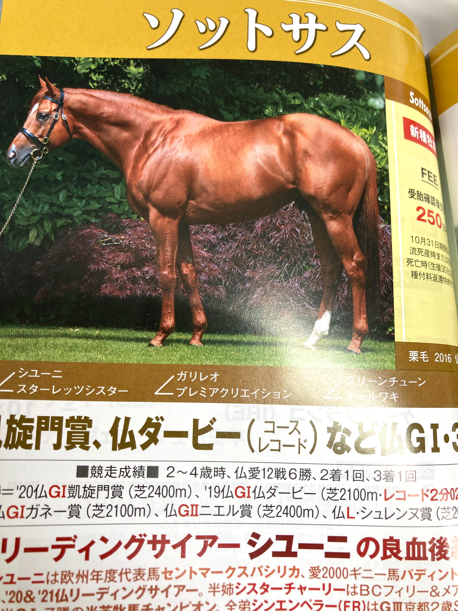 高品質の人気 サラブレッド血統センター X / (@Thoroughbred_PC) 趣味・スポーツ・実用