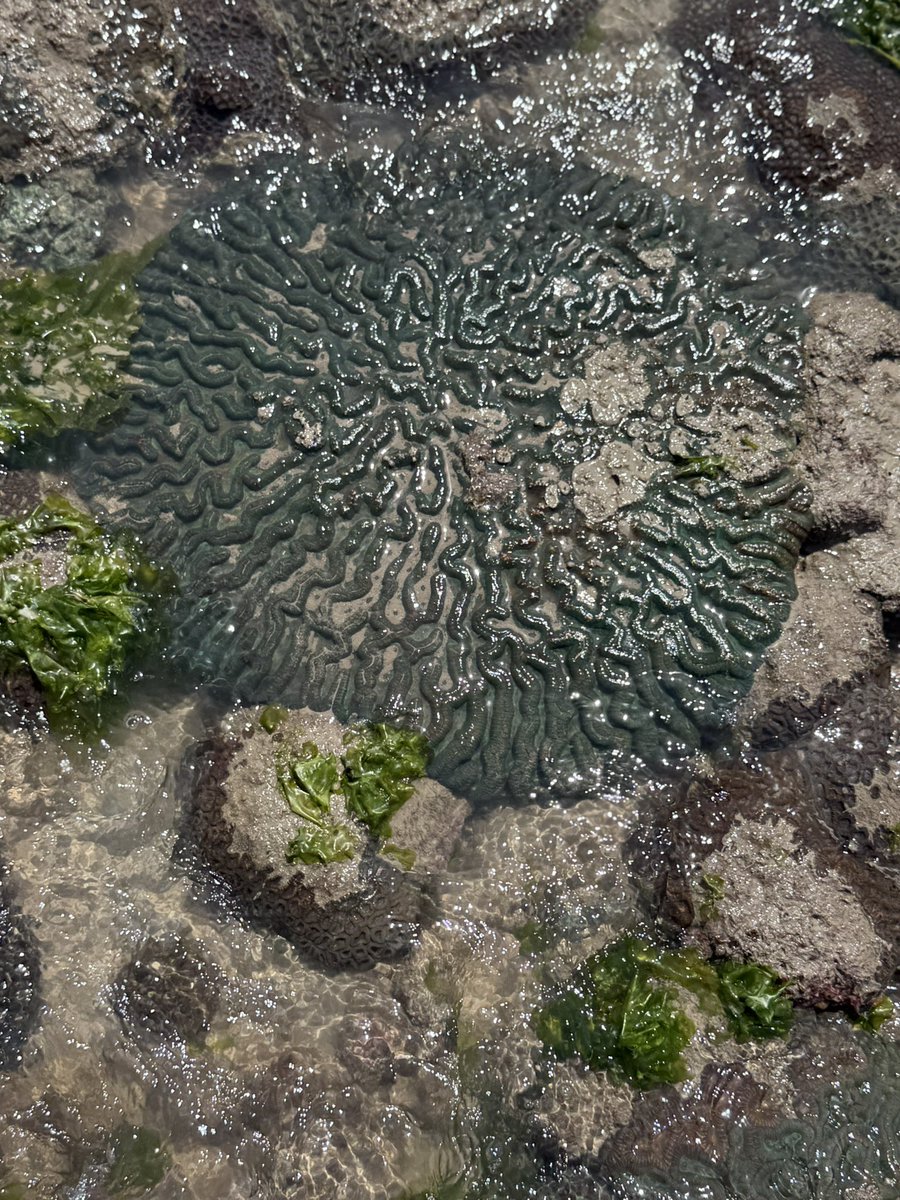 mnpsikka's tweet photo. Today, I was in the area under the range with a marine biologist and field staff, inspecting the coral area and learning about the condition of the coral. https://t.co/G7xYBwwRzX