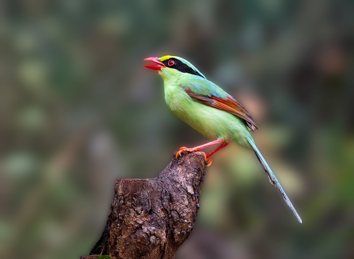 devasar's tweet image. From Rajasthan’s arid plains to Sattal’s lush forests! 🌿✨ Khalij Pheasants, Red-billed Leiothrix, and Plum-headed Parakeets filled the air with life. But the highlights? 💚 The Green Magpie, Rufous-throated Partridge &amp;amp; Yellow-throated Marten—wildlife magic at its best! 🐦