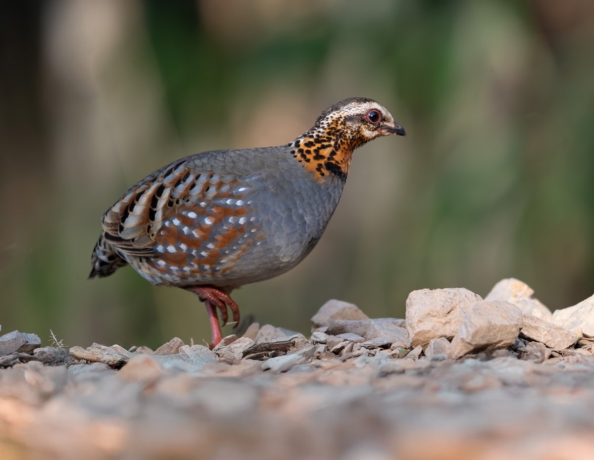 devasar's tweet image. From Rajasthan’s arid plains to Sattal’s lush forests! 🌿✨ Khalij Pheasants, Red-billed Leiothrix, and Plum-headed Parakeets filled the air with life. But the highlights? 💚 The Green Magpie, Rufous-throated Partridge &amp;amp; Yellow-throated Marten—wildlife magic at its best! 🐦