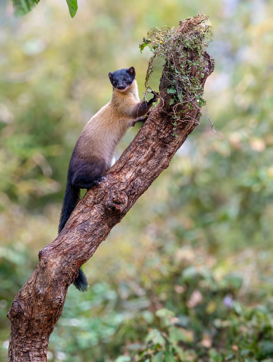 devasar's tweet image. From Rajasthan’s arid plains to Sattal’s lush forests! 🌿✨ Khalij Pheasants, Red-billed Leiothrix, and Plum-headed Parakeets filled the air with life. But the highlights? 💚 The Green Magpie, Rufous-throated Partridge &amp;amp; Yellow-throated Marten—wildlife magic at its best! 🐦