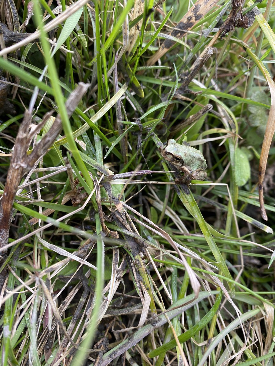 coco_sasayama's tweet image. まだまだ寒い日が続いていますがお米の準備進めています。

今日はトラクターで耕しました。
土を柔らかくし、微生物の活動が活発になることでよく肥えた土になります。

冬眠から目覚めたカエルの鳴き声がちらほら聞こえてきます。