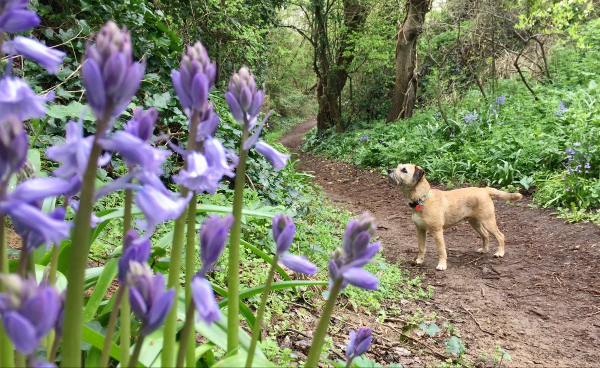 Nessa & Co. (aka Sir Jack Spratticus🌈) tweet media