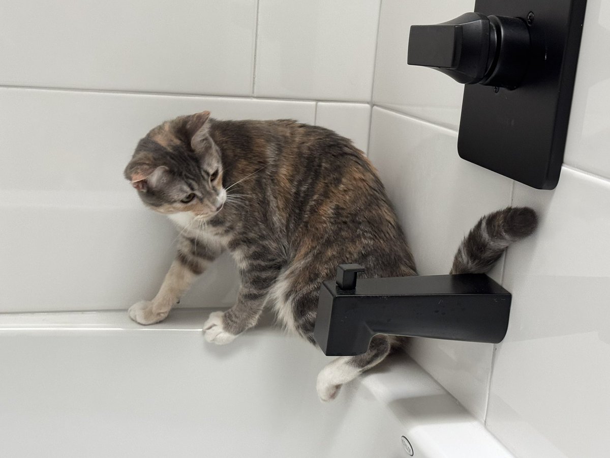 caturday2020's tweet photo. Regretting life choices in the bathtub… #CatLogic #NoWaterPlease #StuckButCute #BathtubAdventures #FelineFails #catsofx #cats #FolloForFolloBack https://t.co/rkebcRh7f8