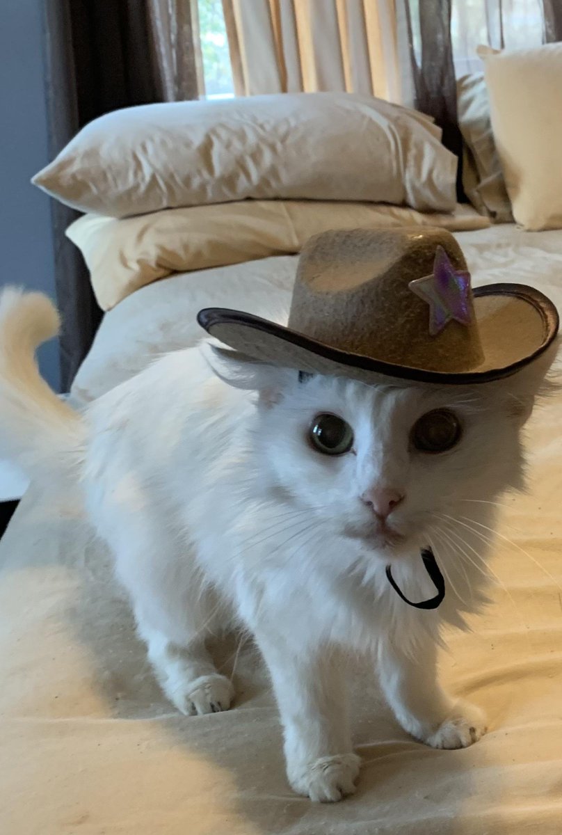 CocoaOW's tweet image. #promotwt
Looking for new moots (β βΏβ ) !!
β’ twenty one β’ β’ pc na/brazil β’
β’ he/him β’ β’ dps/supp main β’
β’ ow, marvel rivals, fortnite, minecraft β’
β‘ / β» to be moots γ½(β ββ )γ
#overwatchtwt #moothunt #marvelrivals